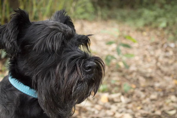 Hund im kalten Herbst — Stockfoto