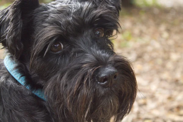 Schnauzer cane in autunno — Foto Stock