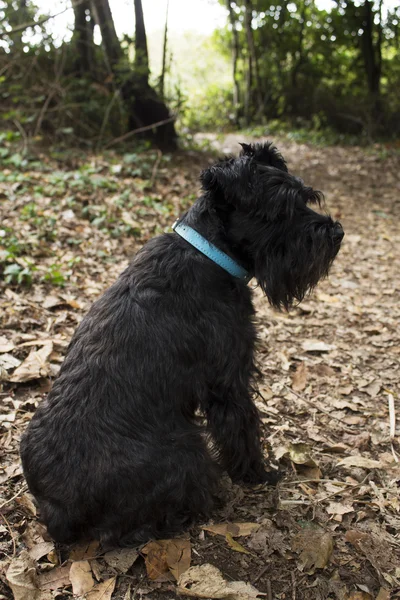 Schnauzerhund im Herbst — Stockfoto