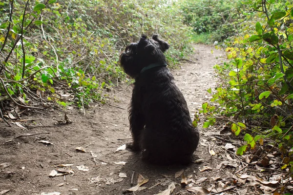 Schnauzer cão no outono — Fotografia de Stock