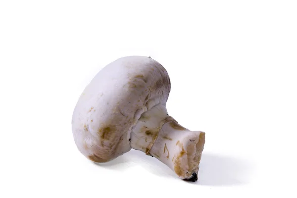 Natuurlijke paddestoelen geïsoleerd — Stockfoto