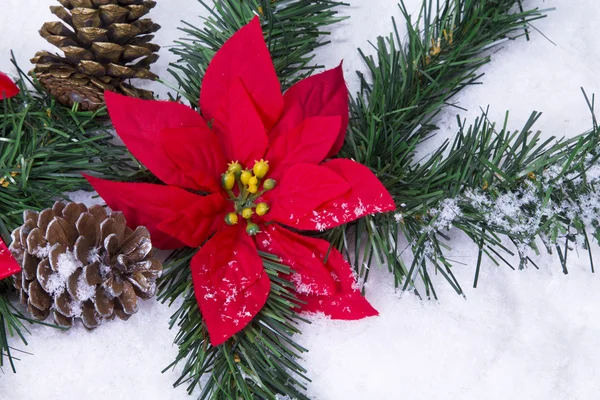 Poinsettia rouge avec neige isolée — Photo