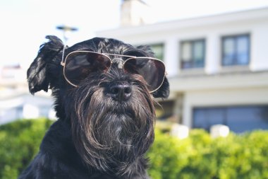 güneş gözlüğü ile köpek