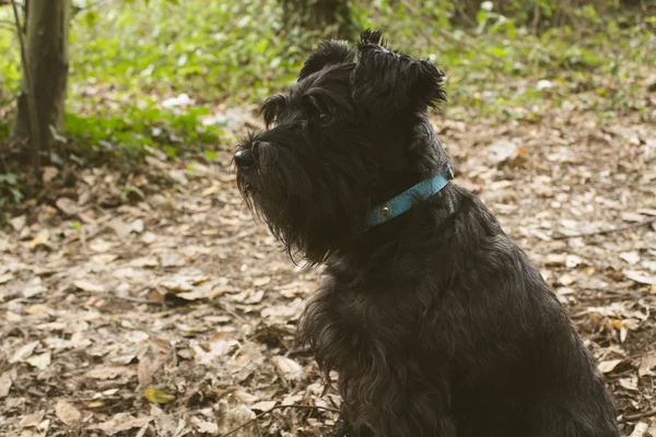 Cão no outono — Fotografia de Stock