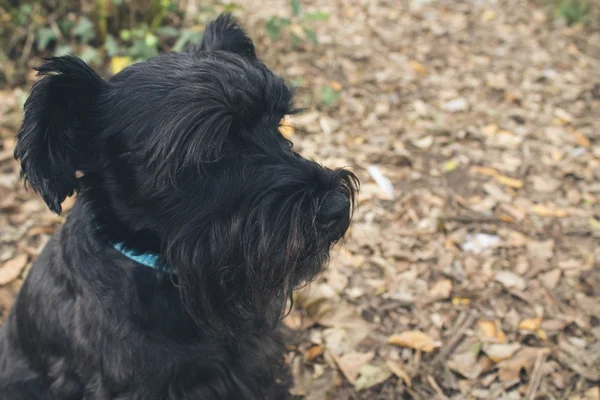 Dog in autumn — Stock Photo, Image