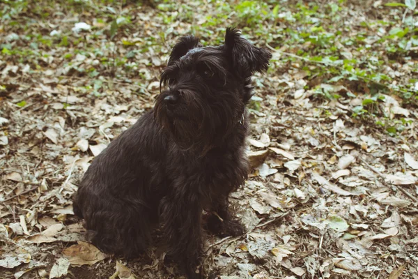 Dog in autumn — Stock Photo, Image