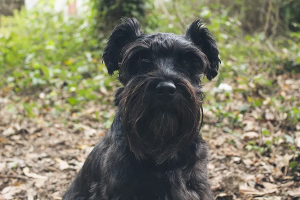 Siyah köpek açık havada portresi — Stok fotoğraf