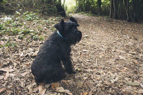 Porträt eines schwarzen Hundes im Freien — Stockfoto
