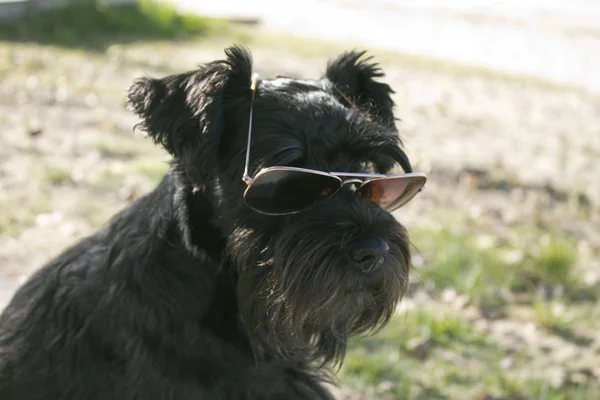 black dog sunglasses