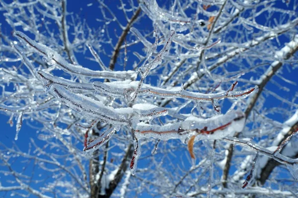 Winter cold forest in ice — Stock Photo, Image