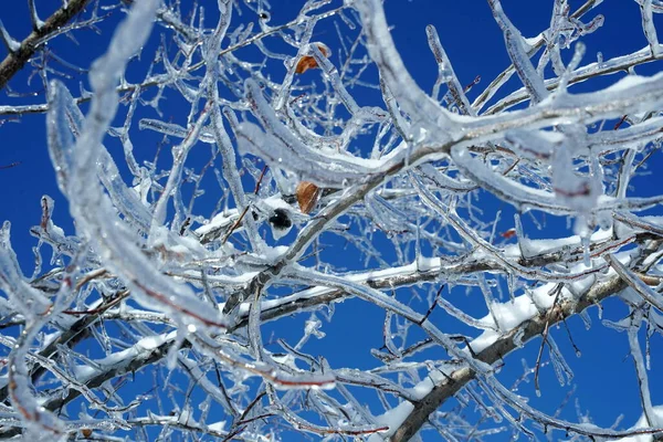 Buz içinde kış ormanı