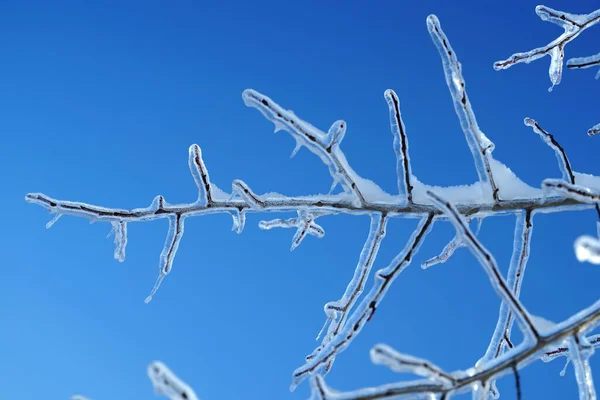 Buz içinde kış ormanı