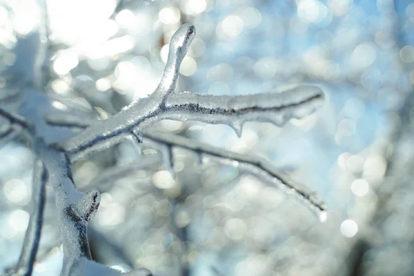 Buz içinde kış ormanı