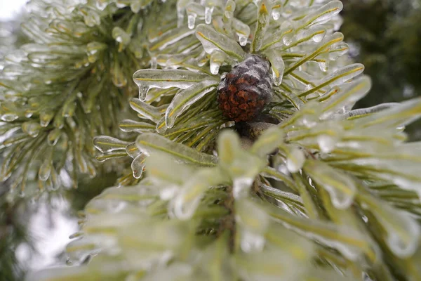 Buz içinde kış ormanı