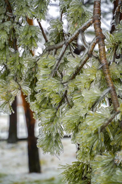 Buz içinde kış ormanı