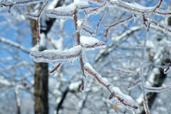 Buz içinde kış ormanı