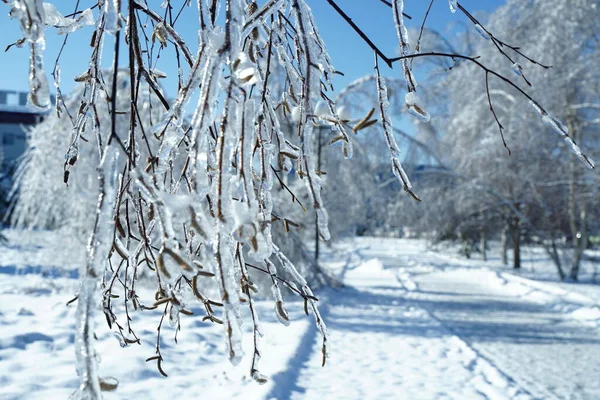 Buz içinde kış ormanı