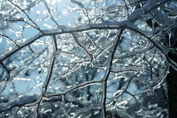 Buz içinde kış ormanı