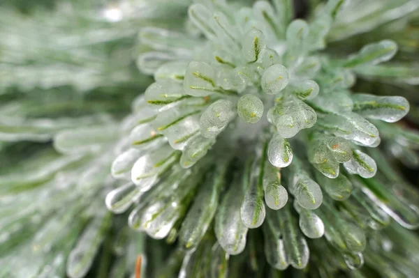 Buz içinde kış ormanı