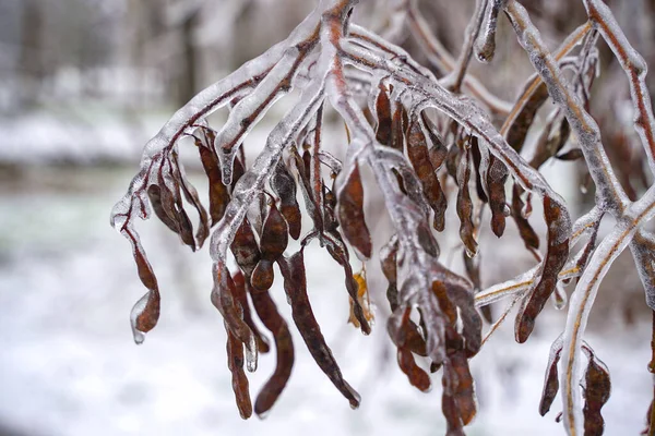Buz içinde kış ormanı