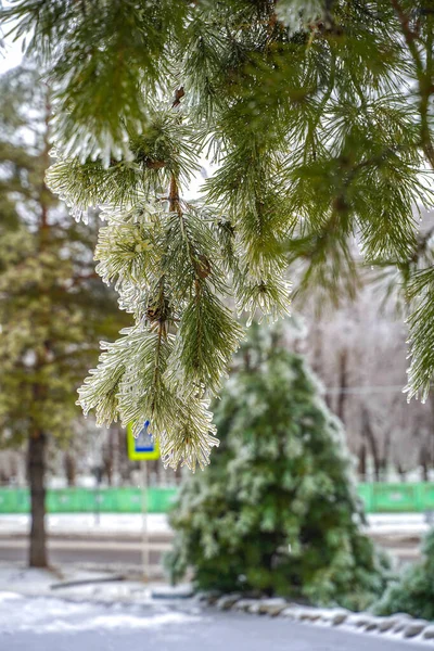 Buz içinde kış ormanı