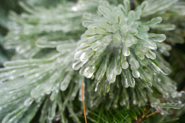 Buz içinde kış ormanı