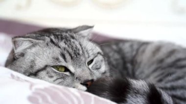 Güzel gri tüylü kedi kanepede uyuyor. Seçici odak.