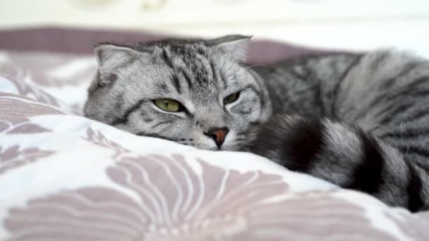 Schöne graue, flauschige Katze, die auf der Couch schläft. Selektiver Fokus. — Stockvideo