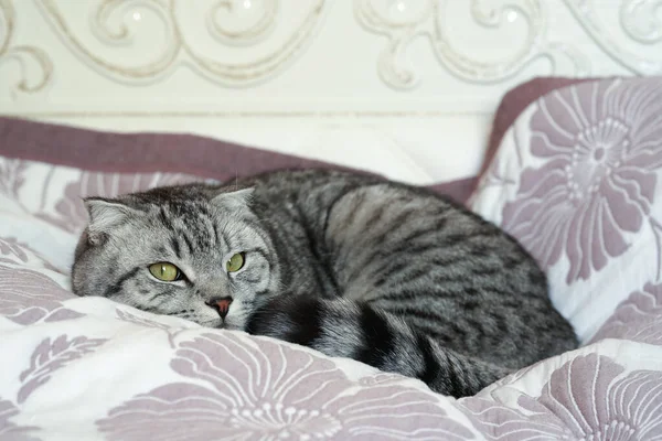 Güzel gri tüylü kedi kanepede uyuyor. Seçici odak.