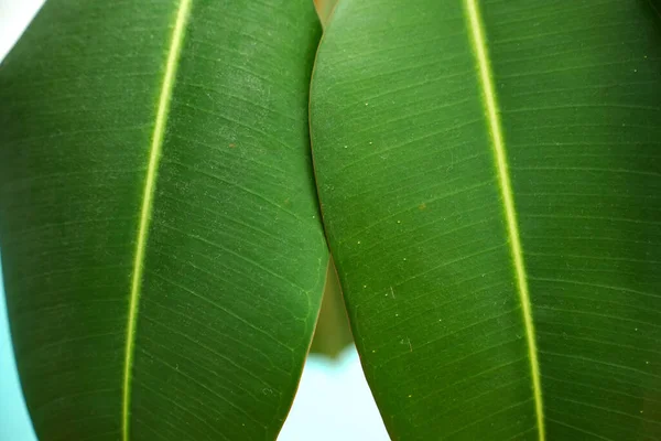 Gumowe figi duży gładki zielony liść — Zdjęcie stockowe
