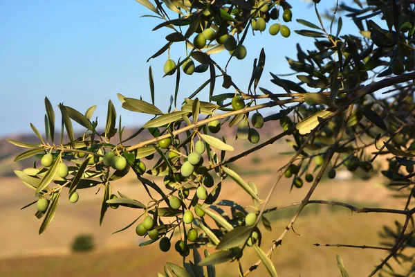 Ramo Oliveira Para Produção Azeite Virgem Extra Zona Rural Sul — Fotografia de Stock