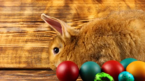 curious little fluffy brown bunny sits on a wooden background with multi-colored painted Easter eggs