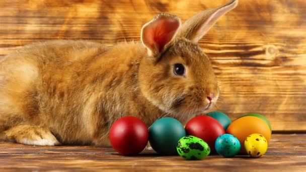 a small fluffy brown Easter bunny with painted colorful Easter eggs sits on a brown background. 