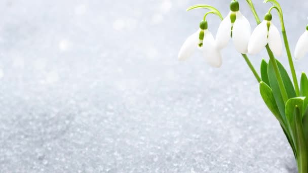hóvirág kora tavasszal a hó alól, egy hely a feliratnak .