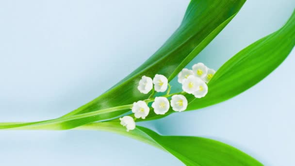 small white fragrant lily of the valley flower with green leaves lies