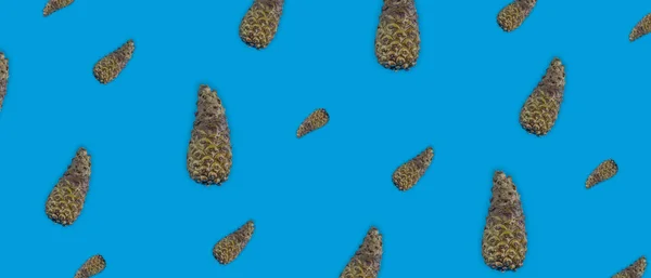 Muster Von Tannenzapfen Auf Blauem Hintergrund — Stockfoto