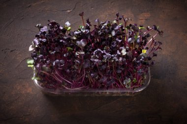 Taze yeşillikler. Kırmızı amaranth mikroyeşillik yakın çekim - mor yapraklar ve saplar. Mikro yeşillik filizlenmesi. Evde tohum filizlendiriyorlar. Vejetaryen ve sağlıklı gıda konsepti. Filizlenmiş papatya filizleri