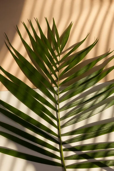 Palmblatt Mit Hartem Schatten Auf Geometrischem Pastellbeigem Hintergrund — Stockfoto