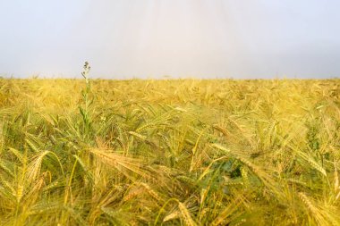 Yazın erken saatlerinde buğday tarlası.