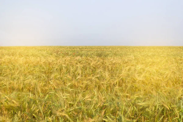 Pšeničné Pole Časném Ranním Letním Dni — Stock fotografie