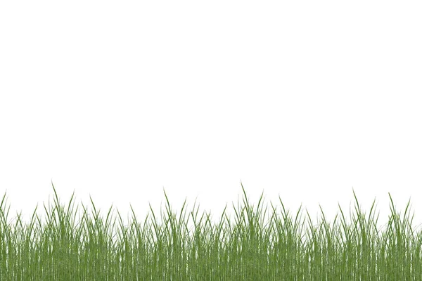 Green Fresh Grass Isolated White Background — Stock Photo, Image