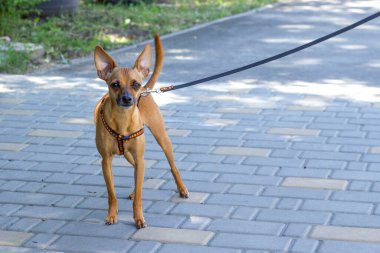 Oyuncak teriyerin köpeği yaz günü yürüyüşe çıkar.