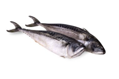 İki taze donmuş uskumru beyaz arka planda izole edilmiş..