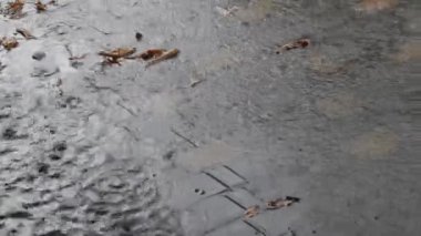 Şiddetli yağmur damlaları ıslak asfalta ve su birikintilerine düşer
