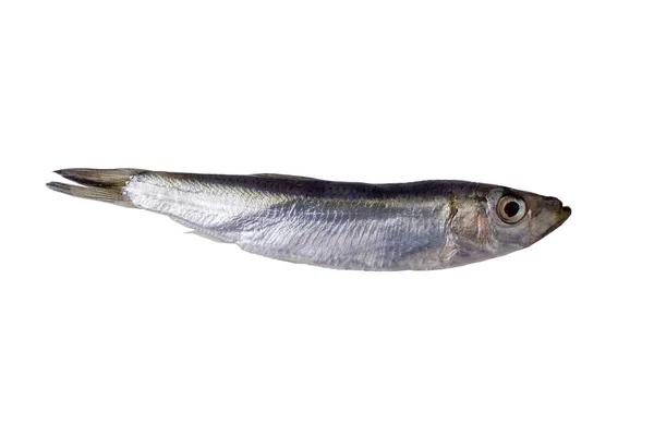 Νωπά Ψάρια Sprat Της Μαύρης Θάλασσας Που Απομονώνονται Λευκό Φόντο — Φωτογραφία Αρχείου