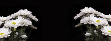 Büyük sonbahar çiçekleri siyah bir arkaplanda Levcantemella papatyası.