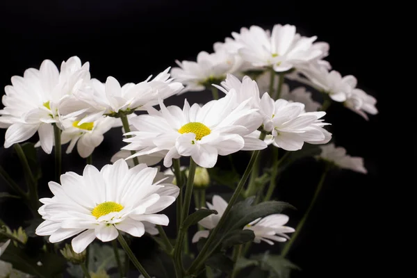 黒い背景に白いカモミールLevcantemellaの大きな花 — ストック写真