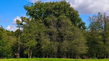 Mavi gökyüzü ve bulutlu arka planı ile yemyeşil orman.