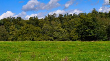 Ormanlı yemyeşil çayır ve mavi bulutlu gökyüzü.