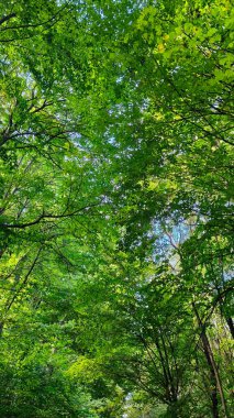 Yaprakların arasından süzülen güneş ışığıyla yemyeşil orman örtüsü.